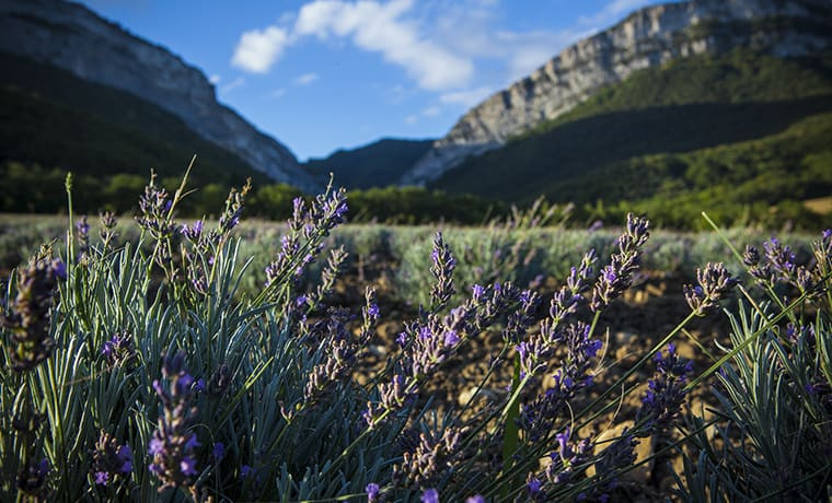 La cosmétique bio, une alternative à la cosmétique conventionnelle