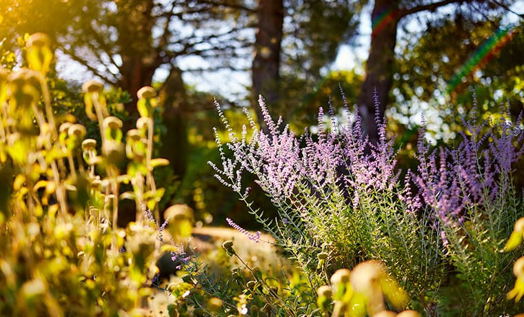 Quels traitements d'origine naturelle pour atténuer les vergetures ?